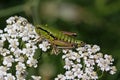 Grashopper on Yarrow flower (Achillea) in Italy