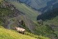 Grasing cows in mountains. Mountain landscape. Rural scenery. Sky clouds. Royalty Free Stock Photo