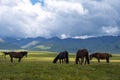 Grasing horses on green mountain valley with mountains and cloudy blue sky Royalty Free Stock Photo