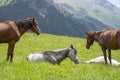 Grasing horses in the mountains. Royalty Free Stock Photo