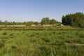 Grasland in Rottige Meente, Grassland at Rottige Meente