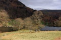 Sun Shining on Trees, Grasmere Lake, Lake District, Cumbria, England, UK Royalty Free Stock Photo