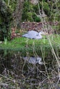 Grey Heron on Pond above Dove Cottage, Grasmere, Cumbria, England, UK Royalty Free Stock Photo