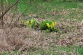 Cuckoo-pint - Arum maculatum by Grasmere Lake, Lake District, Cumbria, England, UK Royalty Free Stock Photo