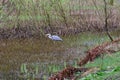 Grey Heron on Pond above Dove Cottage, Grasmere, Cumbria, England, UK Royalty Free Stock Photo