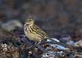 Graspieper, Meadow Pipit, Anthus pratensis Royalty Free Stock Photo