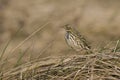 Graspieper, Meadow Pipit, Anthus pratensis Royalty Free Stock Photo