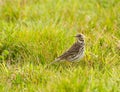Graspieper, Meadow pipit, Anthus pratensis Royalty Free Stock Photo