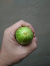 Grasping a cucumber and photographed from above Royalty Free Stock Photo