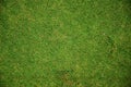 Grass-001 Royalty Free Stock Photo