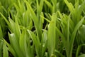 Grass 1 Royalty Free Stock Photo