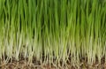 Grass Royalty Free Stock Photo