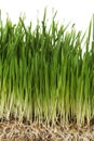 Grass Royalty Free Stock Photo