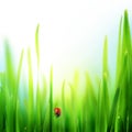 Grass Royalty Free Stock Photo