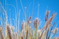Grass Royalty Free Stock Photo