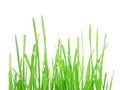 Grass Royalty Free Stock Photo