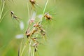 Grass Royalty Free Stock Photo