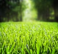 Grass Royalty Free Stock Photo