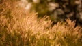 Grass Royalty Free Stock Photo
