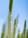 Grass Royalty Free Stock Photo