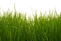 Grass Royalty Free Stock Photo