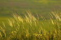 Grass Royalty Free Stock Photo