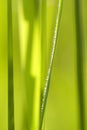 Grass abstract