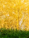 Grass abstract background Royalty Free Stock Photo