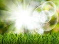 grass and abstract bubbles in the garden on a green blurred background Royalty Free Stock Photo