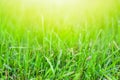 Grass Abstract Natural Backgrounds with Sunny Beauty Bokeh Royalty Free Stock Photo