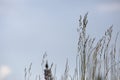 Grass against blue sky