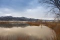 Grass Along the Banks of the Green River In Browns Park, Colorado Winter Scene Royalty Free Stock Photo