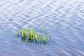 Grass along river bank Royalty Free Stock Photo