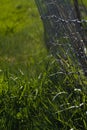 Grass Along A Wire Fence