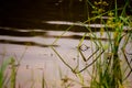 A grass amidst of a water body or lake with the tips of the grass dipping into the water forming a diagonal shape Royalty Free Stock Photo