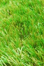 Grass artificial astroturf background Royalty Free Stock Photo