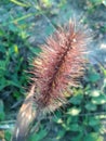 Grass in autumn Royalty Free Stock Photo