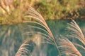 Grass in AutumnÃ¯Â¼Å Natural Mine Park