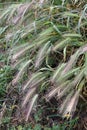 Grass awns that can be dangerous for dogs. June grass ears Royalty Free Stock Photo