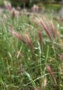 Grass awns that can be dangerous for dogs. June grass ears Royalty Free Stock Photo