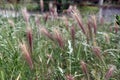 Grass awns that can be dangerous for dogs. June grass ears Royalty Free Stock Photo