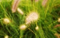 Grass in the backgraound Royalty Free Stock Photo