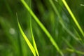 Grass background