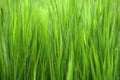 Grass background Royalty Free Stock Photo