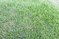 Grass Background Park Green Outside Garden Macro