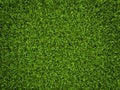 Grass Background Royalty Free Stock Photo