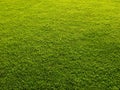 Grass background