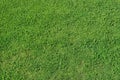 Grass background