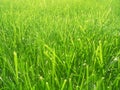 Grass background