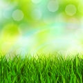 Grass background Royalty Free Stock Photo